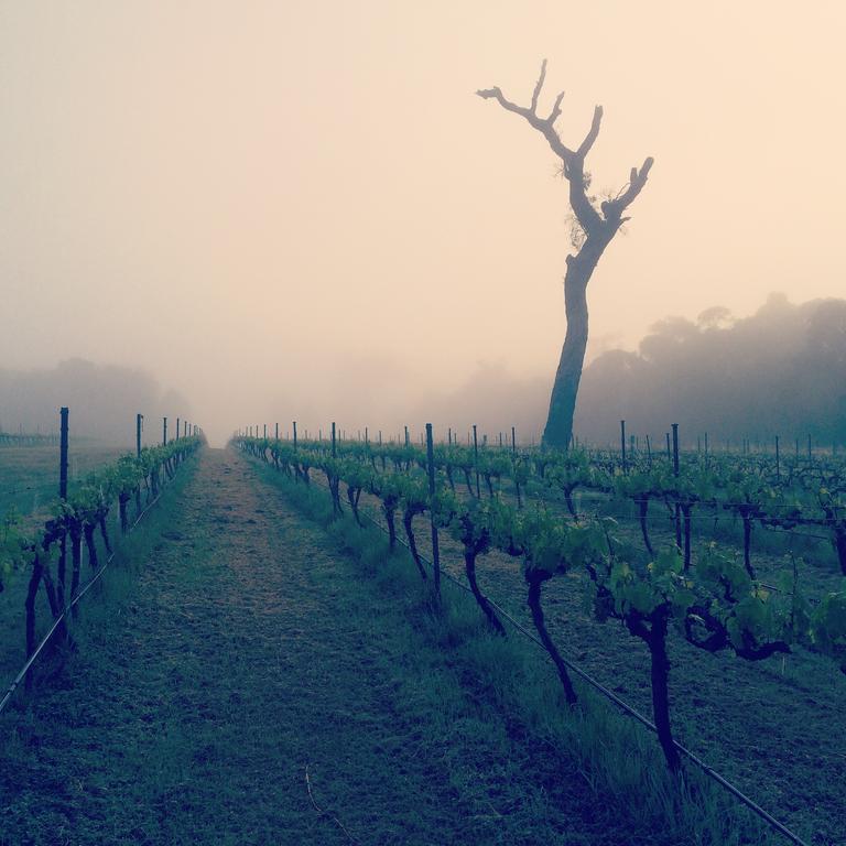 מרגרט ריבר Island Brook Estate Winery And Chalets מראה חיצוני תמונה
