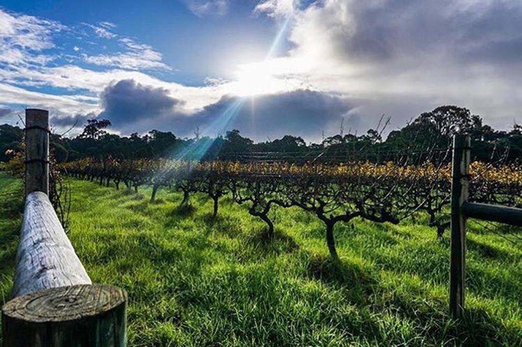 מרגרט ריבר Island Brook Estate Winery And Chalets מראה חיצוני תמונה
