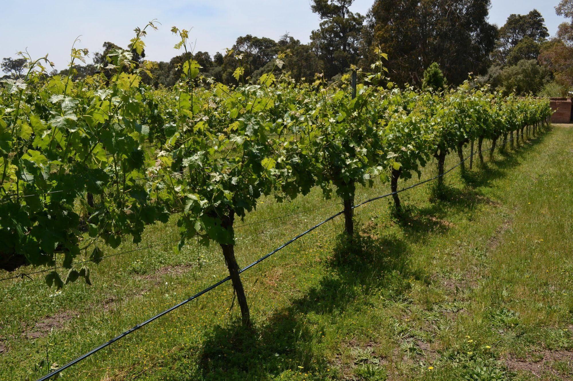 הוילה מרגרט ריבר Island Brook Estate Winery And Chalets מראה חיצוני תמונה